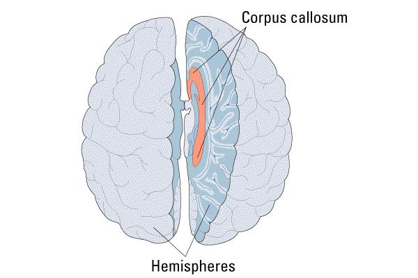 The amygdala 2. The hippocampus 3. The occipital lobe of the cerebral cortex.