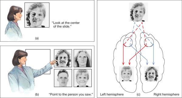Split-brain experiment Split-brain experiment Subjects were presented information to one or the other side of their brains. Patients identified verbally the pictures to the right (e.g., boy s face).