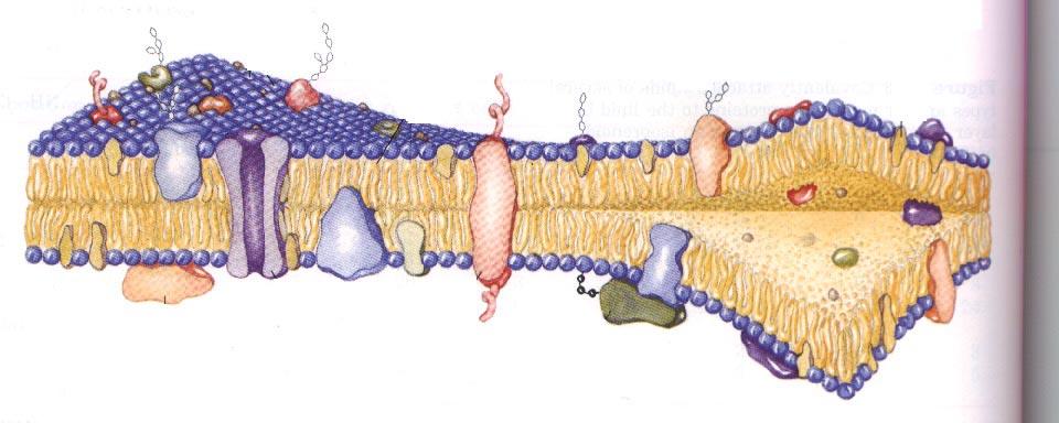 Fluid Mosaic Model phospholipid heads of fatty acids carbohydrate portion of glycoprotein