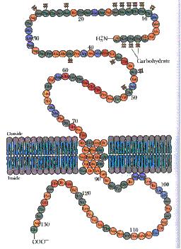 Glycophorin Major red blood cell membrane protein as a single membrane-spanning α-helix Carbohydrate moieties on