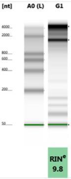 RFU Page 2 Product Description The Quick-RNA Miniprep Kit is an innovative product designed for the easy, reliable, and rapid isolation of DNA-free RNA from a wide range of cell (up to 10 7 ) and