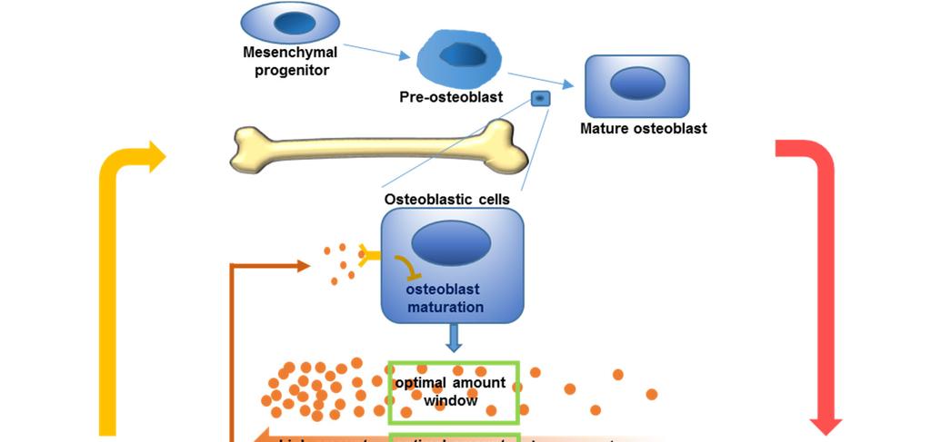 Figure S14 Figure S14. Diagrams summarizing roles of osteoblast-derived in bone defect healing.