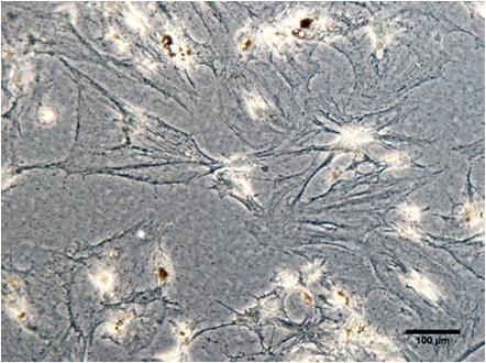 cells Von kossa Figure S4.