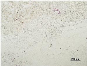 Figure S5 Density of ZsG-positive cells in hole region (/mm 2 ) 15 1 5 1 2 3 Density of anti-sp