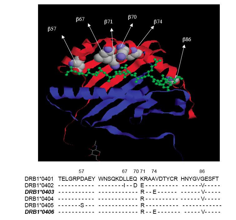 Figure 29. Alignment of selected DRB1*04 alleles Peptide binding region amino acid sequences of DRB1*0402, 0403, 0404, 0405 and 0406 were aligned to DRB1*0401 (as reference).