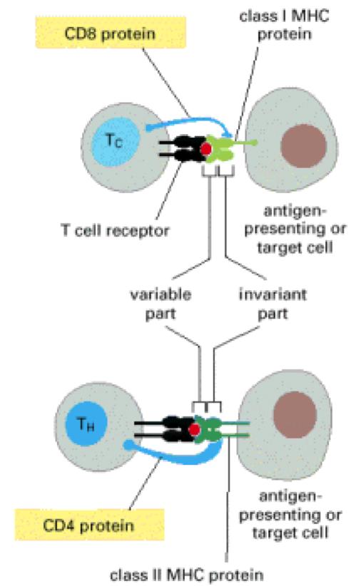 Figure 6. CD4 and CD8 co-receptors on the surface of T cells.