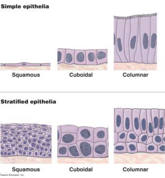 Epithelial Tissue - Epithelial tissues are classified by a combination of two