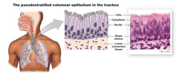 of uterus 11 Pseudostratified Ciliated Epithelium Found in trachea and most of the upper respiratory tract.