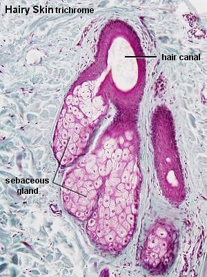 htm#sebaceous Sebaceous glands Hair follicles 17 au/mb140/corep