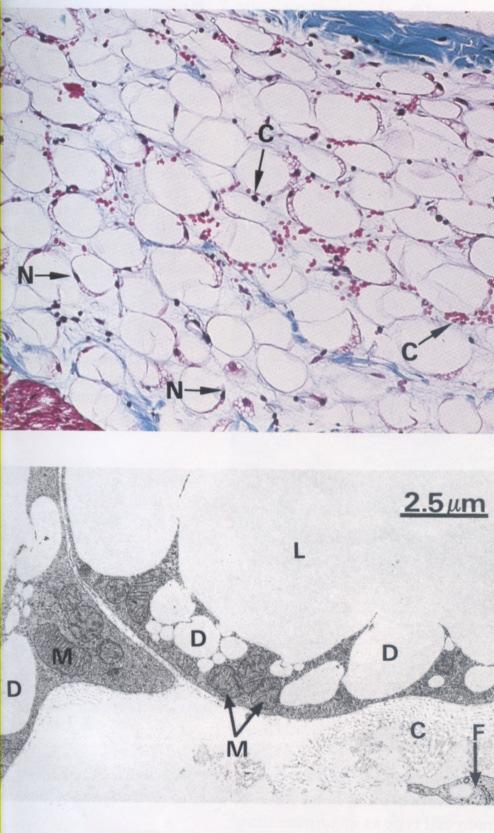Special type of connective tissue 1.
