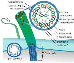 Cilia (&Flagella) are motile surface projections of cells involved in transport. Formed of 9+2 microtubules.