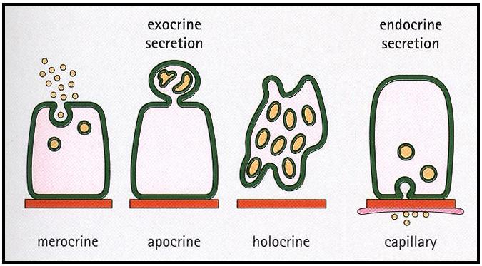 Classification of Glands according to the mode of secretion: -Ex: Eccrine