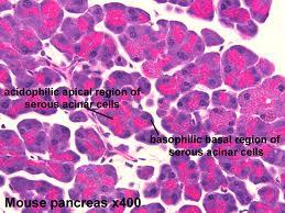 Serous Acini Smaller acini- Cells have basal basophilia - and apical acidophilia- Cells are polyhedral