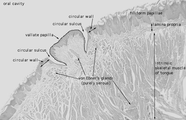 Circumvallate Papillae Circumvallate papillae are 7 12 extremely large circular papillae whose flattened surfaces extend above the other papillae They are distributed in the V region in the posterior