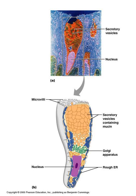 Exocrine glands unicellular or multicellular Unicellular: goblet cell scattered within