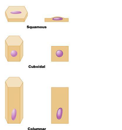 where diffusion is important where tissues are involved in secretion and absorption: