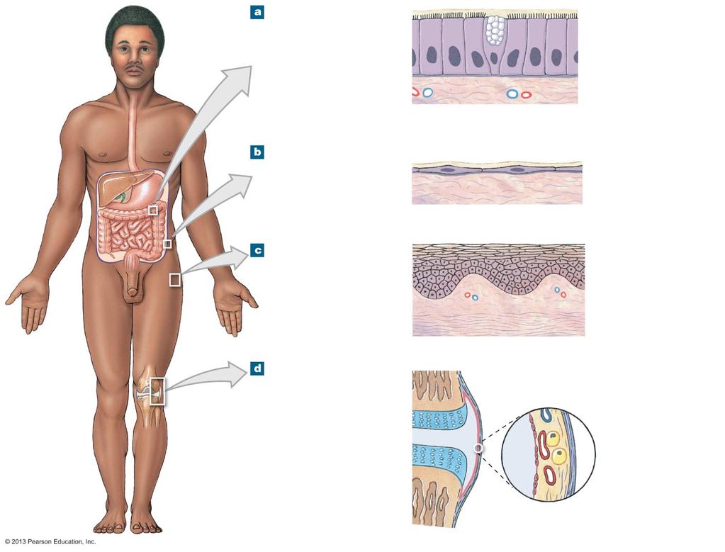 Figure 4-13 Tissue Membranes. Mucous membranes are coated with the secretions of mucous glands. These membranes line the digestive, respiratory, urinary, and reproductive tracts.