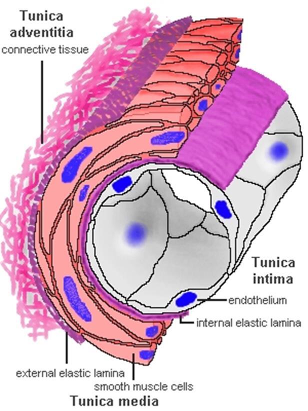 The tunica adventitia Connective tissue