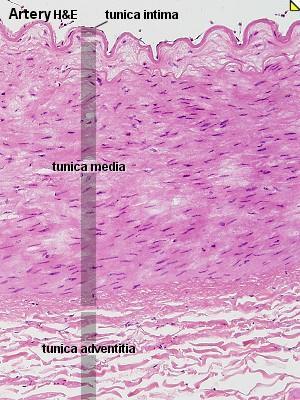 The tunica media of muscular arteries is composed