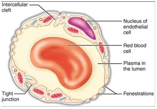 Fenestrated capillaries The endothelial cell body forms small openings called fenestrations, which allow