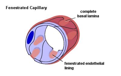 tissue surrounding the capillary.