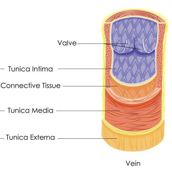 Veins Walls are thinner than the walls of arteries, while their diameter is larger The