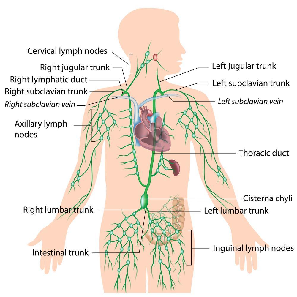 Lymphatic vessels Lymphatic vessels convey fluids from the tissues to the