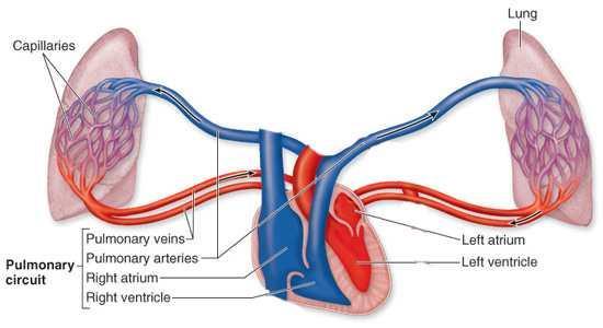 Pulmonary circulation Left and right Pulmonary arteries carry deoxygenated blood (right ventricle) away from the heart