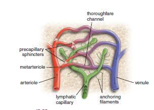 Lymphatic capillaries Begin as blind tubes in the capillary beds Lined by simple