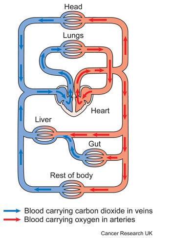 Systemic circulation Carries oxygenated blood away from the heart (left ventricle)