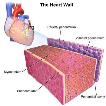 Structure of the heart The wall of the heart is composed of three layers: 1.