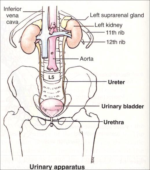 The Kidneys and Urinary System by Dr Vik Khullar Urinary System The production of urine from blood plasma is a two-stage process, divided into an initial ultrafiltration step and modification of the