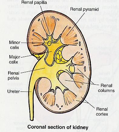 Outside this on each kidney is a fascial pouch (renal fascia) containing the prerenal adipose tissue. The kidneys are overlapped by ribs 11 and 12, the diaphragm and the pleural cavity.