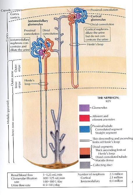 The Structural Basis of Kidney Function by Dr Vik Khullar The function of the kidneys is the production of urine. This is done by filtration of blood plasma.