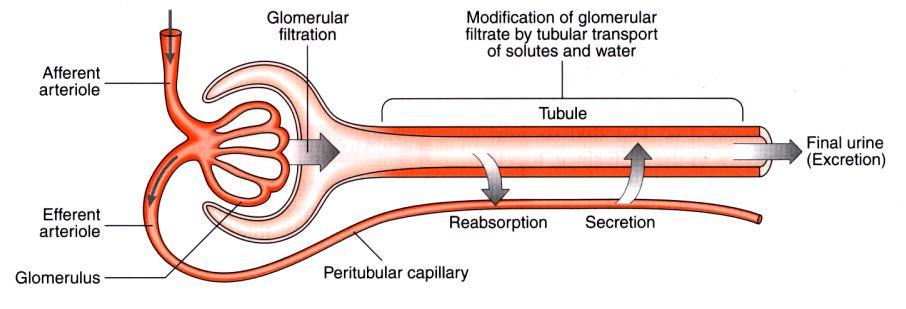 Renal Blood Flow and Glomerular Filtration by Dr Michael Emerson Glomerular filtration is important because kidney failure is defined as a fall in glomerular filtration.