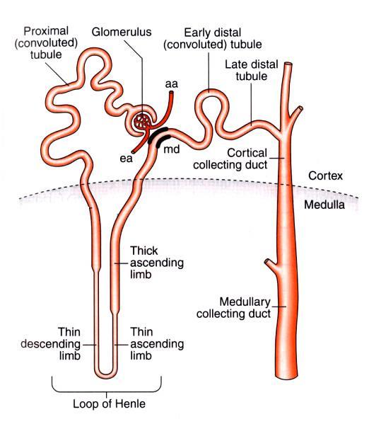 The basic functions of the kidney include the excretion of metabolic products (urea, uric acid, creatinine, etc) and excretion of foreign substances such as drugs - pharmacokinetics is an integrated