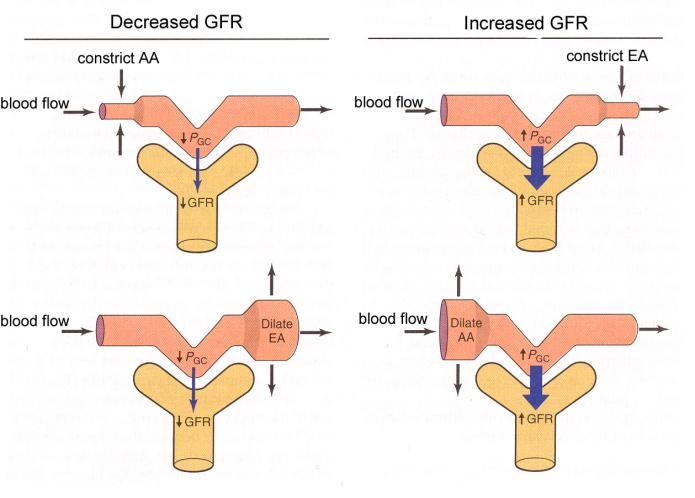 So the equation has to be used for conversion to a glomerular filtration rate. Glomerular filtration rate (GFR) = P uf x K f K f is known as the ultrafiltration coefficient.