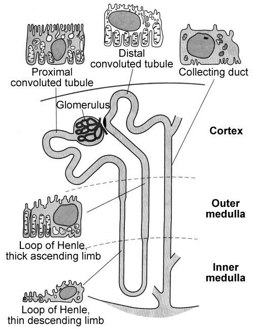 Once inside the lumen of the nephron, small molecules, such as ions, glucose and amino-acids, are reabsorbed from the filtrate.