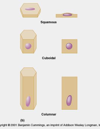 Simple Epithelia cells are arranged in one layer that have the same shape There are four major classes of simple epithelia 1- Simple squamous epithelium has flat epithelium.