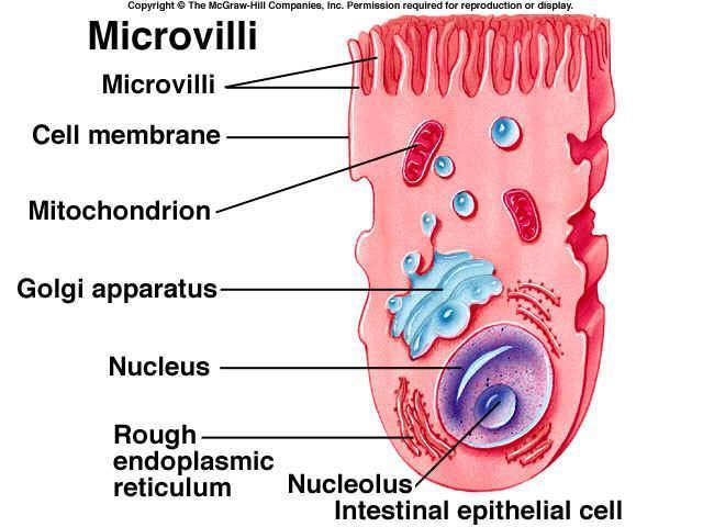 Microvilli Microvilli are fingerlike extension of the plasma membrane of apical epithelial cells Microvilli maximize the surface area across
