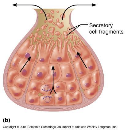a) Holocrine glands (sebaceous oil glands) The
