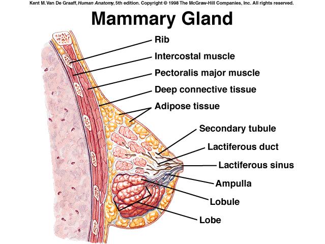 (fig. b) Apocrine glands (mammary glands) The