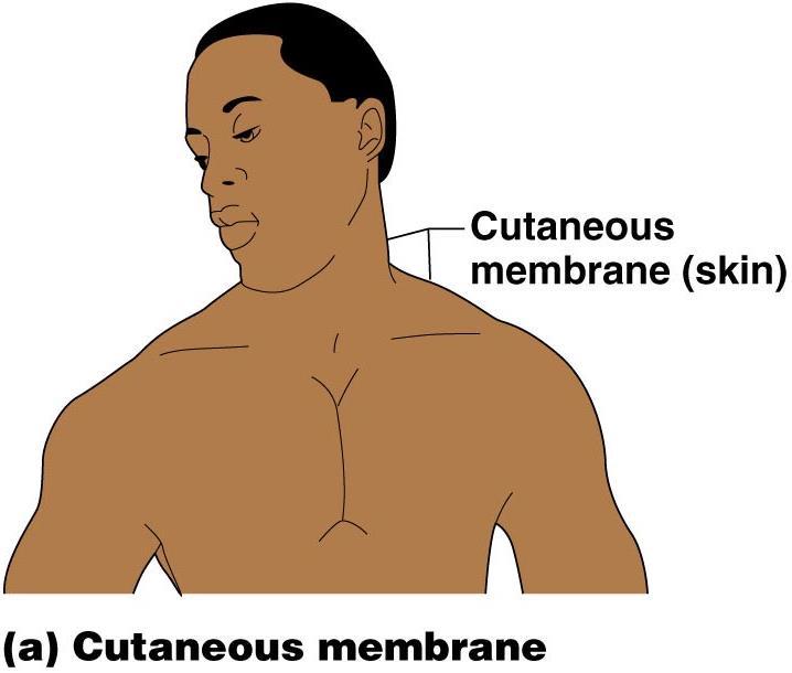 Cutaneous Membrane Cutaneous membrane = skin Dry membrane Outermost protective boundary Superficial epidermis