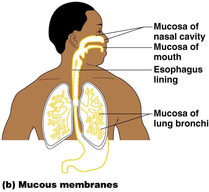 Mucous Membranes Surface epithelium type depends on site Stratified squamous epithelium (mouth, esophagus) Simple columnar epithelium (rest of digestive