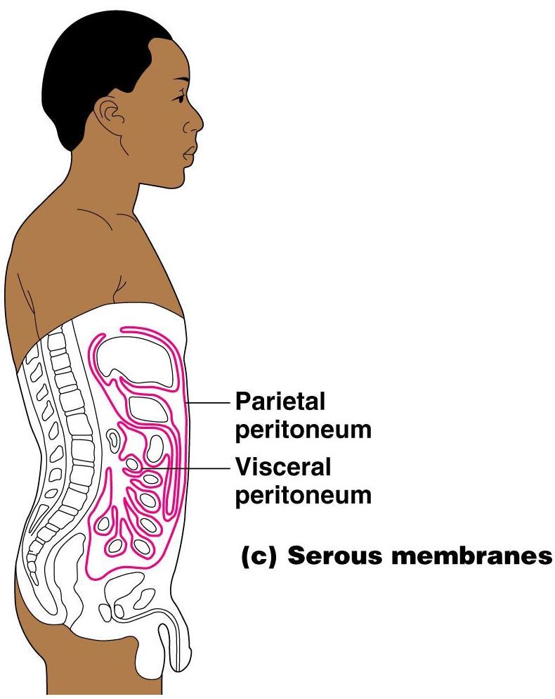 Serous Membranes Specific serous membranes Peritoneum