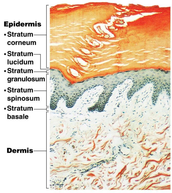 Skin Structure Epidermis outer layer Stratified squamous epithelium
