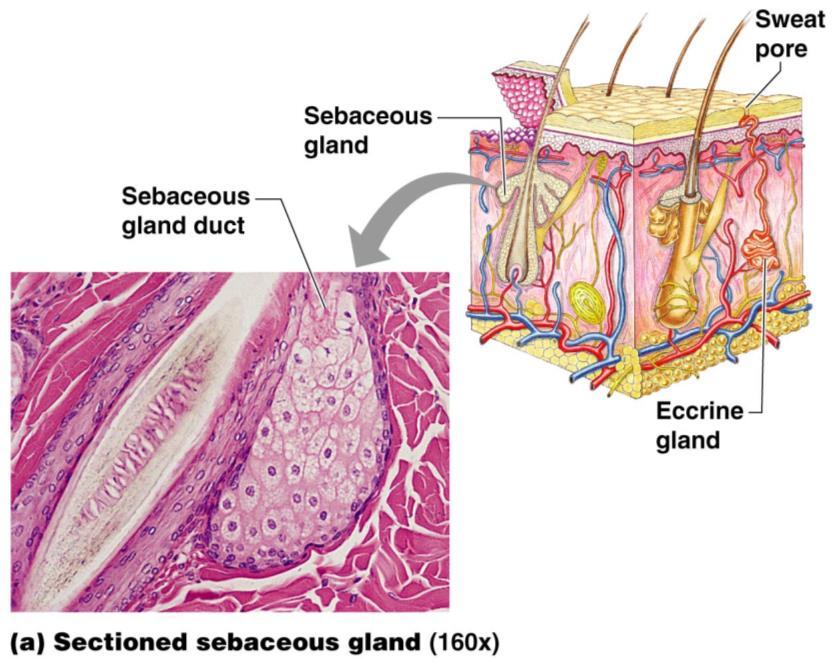 Appendages of the Skin Sebaceous glands Produce oil Lubricant for skin Prevents brittle hair Kills bacteria Most