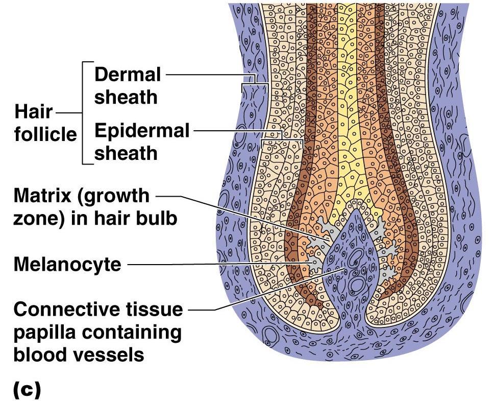 Appendages of the Skin III Hair Produced by hair follicle Consists of