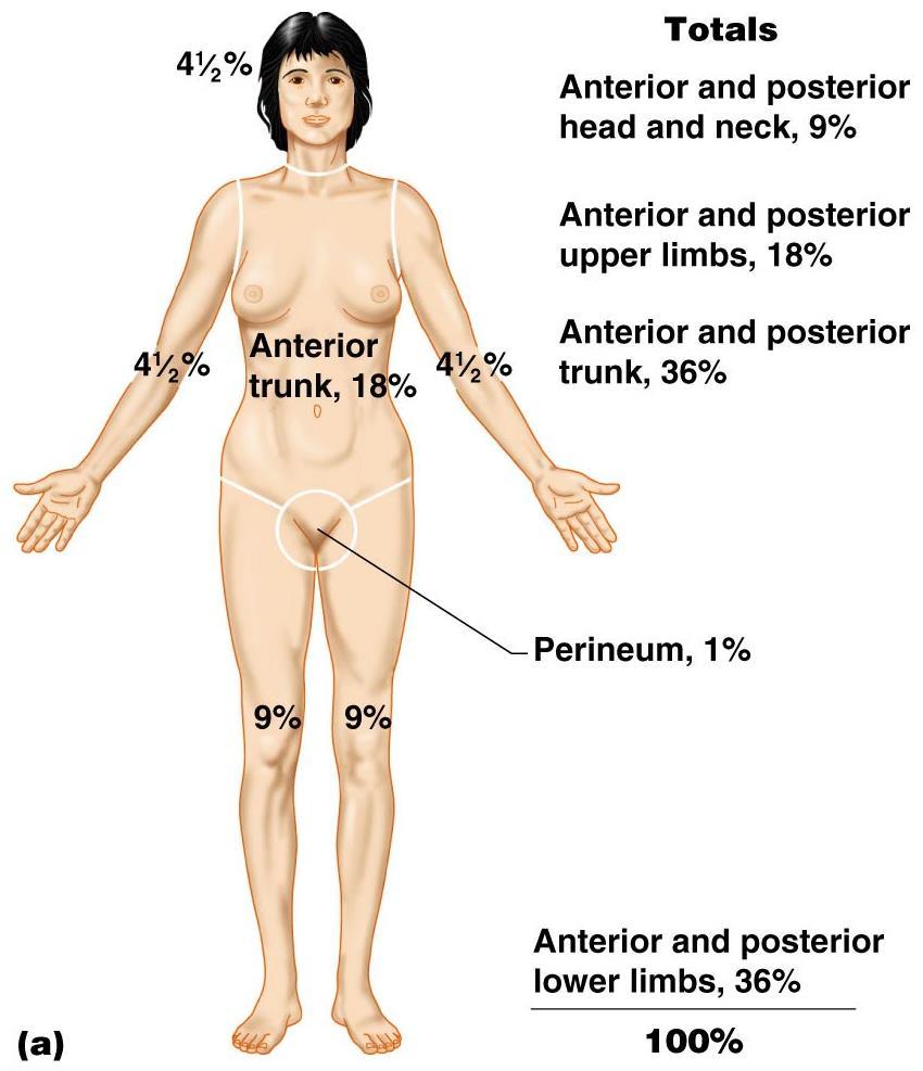 Rule of Nines Way to determine the extent of burns Body is divided into 11