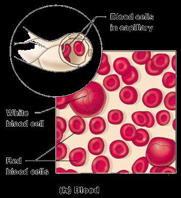 Connective Tissue Types Blood Blood